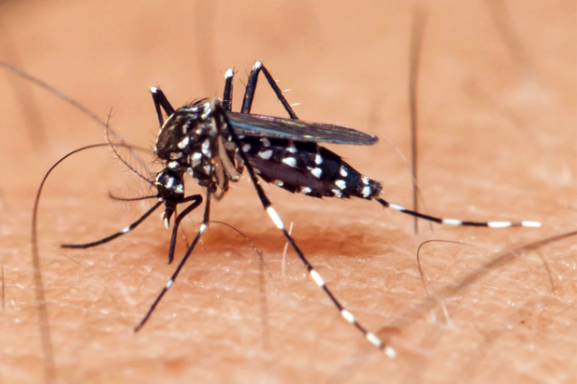 Aedes aegypti