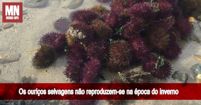 12 Jornal de economia do mar