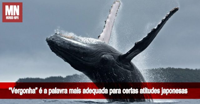 3 rapidonoar