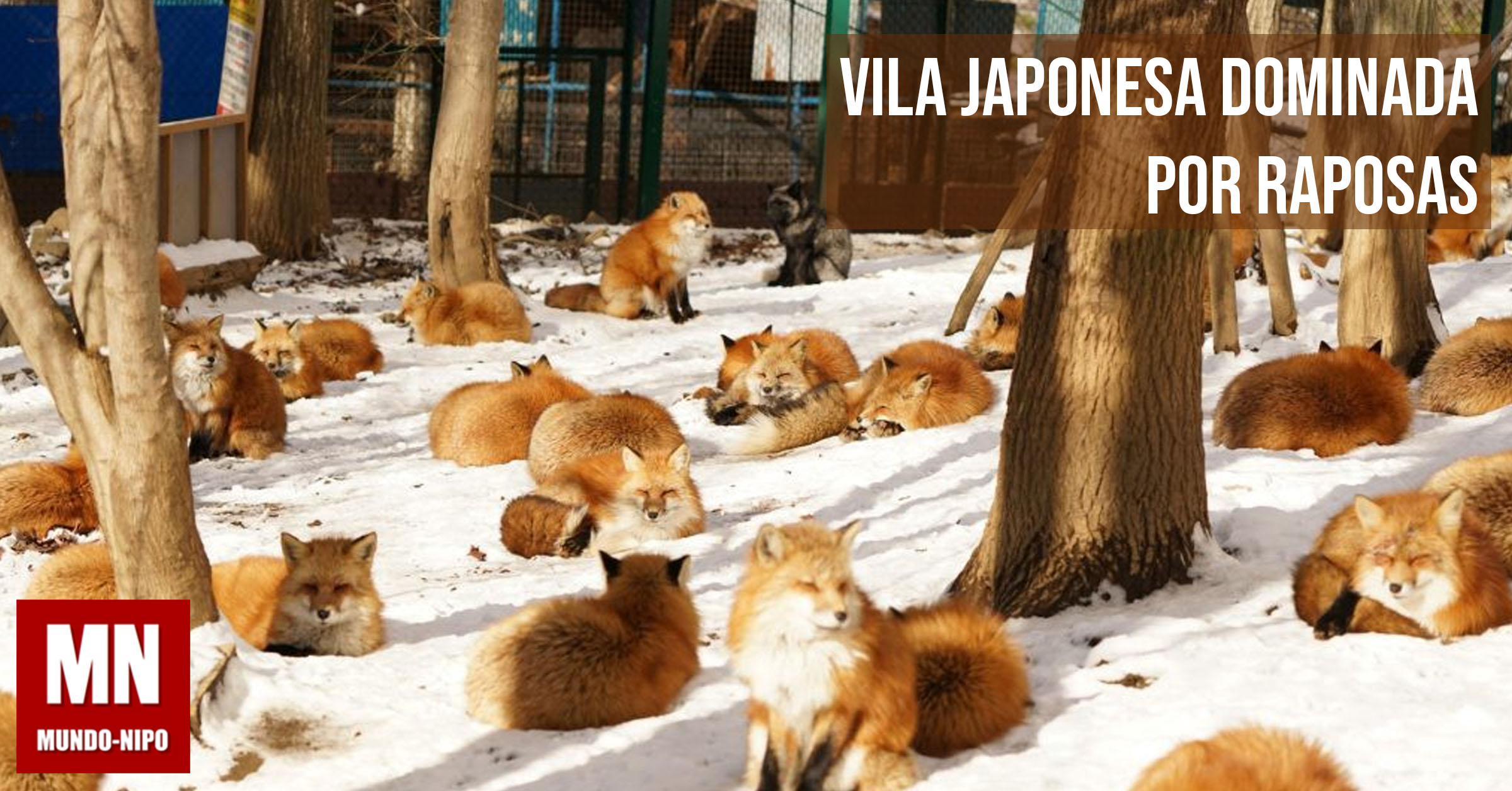 Many fox. Дзао-Кицунэ-Мура. Дзао Кицунэ Мура деревня. Дзао Кицунэ Мура, Япония — лисы. Лисья деревня в Японии.