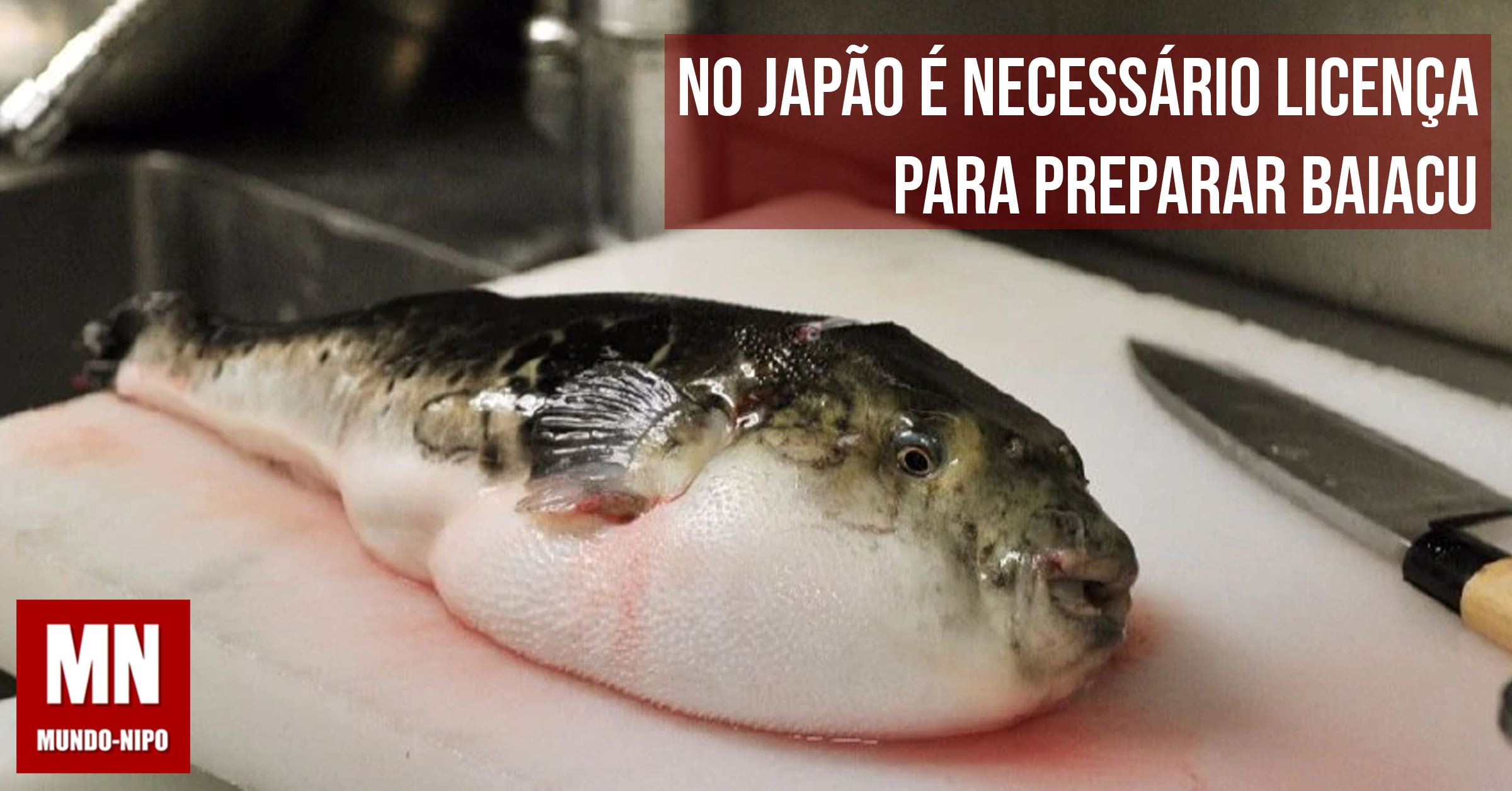 Por que no Japão é necessário licença para preparar Baiacu? - Mundo Nipo