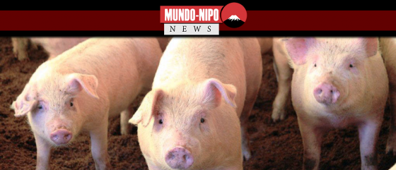 Um programa de pesquisa para o crescimento de órgãos humanos em porcos foi aprovado pelo governo