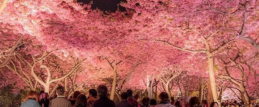 Descubra a Hibaku Zakura em Shiga, a cerejeira descendente da bomba atômica de Hiroshima, um símbolo vivo de paz e resiliência no Museu Memorial da Paz.