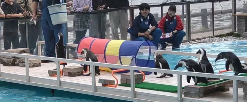 Corrida de pinguins no Japão encanta visitantes com diversão, interação com filhotes e prêmios. Veja como participar no aquário de Awashima.