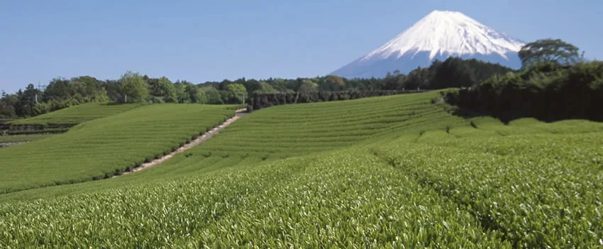 Primeiro leilão de chá em Shizuoka inicia temporada de 2025 com preço recorde e novidades no sistema de venda. Confira os detalhes.
