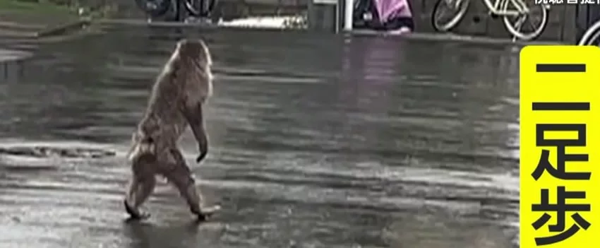 Macaco sem mão esquerda é avistado andando sobre duas pernas em Tóquio, surpreendendo moradores e especialistas. Saiba mais sobre esse comportamento inusitado.