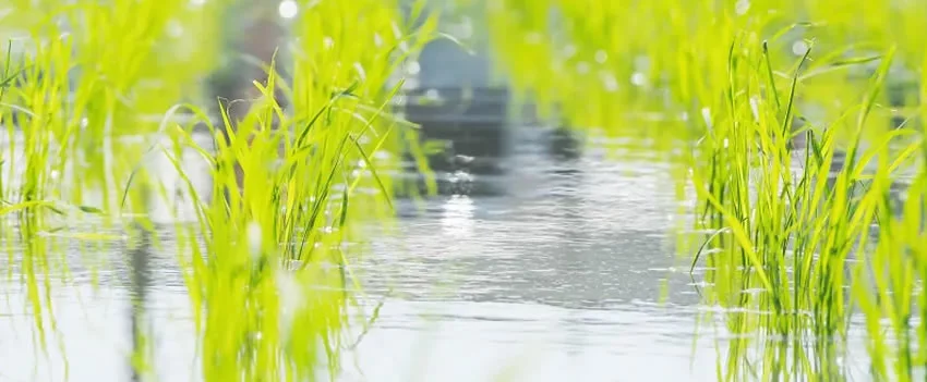 Em meio à crescente preocupação com os preços do arroz, a província de Aichi intensifica seus esforços para aumentar a produção de arroz, um desafio agravado por pragas e pelo aquecimento global.