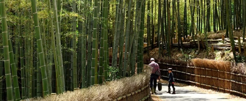 Cansado da multidão em Arashiyama? Descubra o sereno caminho de bambu em Muko, Kyoto: 1.8km de beleza natural e a deliciosa culinária do takenoko.