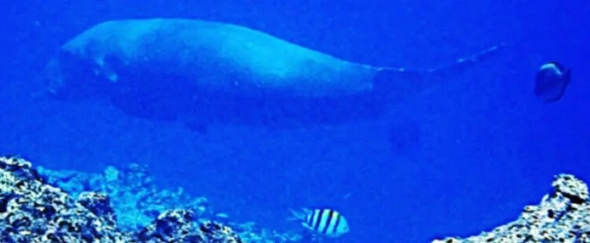 Um dugongo Okinawa, espécie marinha ameaçada, foi avistado em Okinawa pela primeira vez desde 2019! Mergulhador registra momento emocionante perto da Ilha de Kume. Saiba mais!