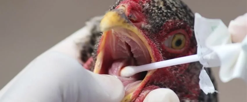 Alerta no Japão 🚨 Suspensão da importação de frango do Brasil após surto de gripe aviária. Entenda o impacto no mercado japonês e global.