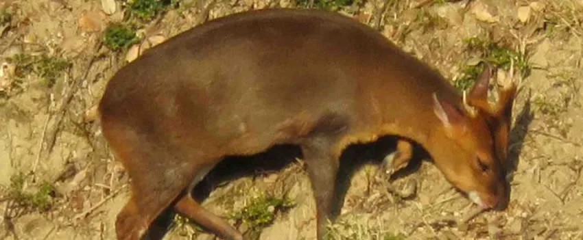 Descubra como o muntjac de Reeves, um cervo invasor, prolifera em Chiba, Japão, os desafios para sua erradicação e as estratégias de controle.