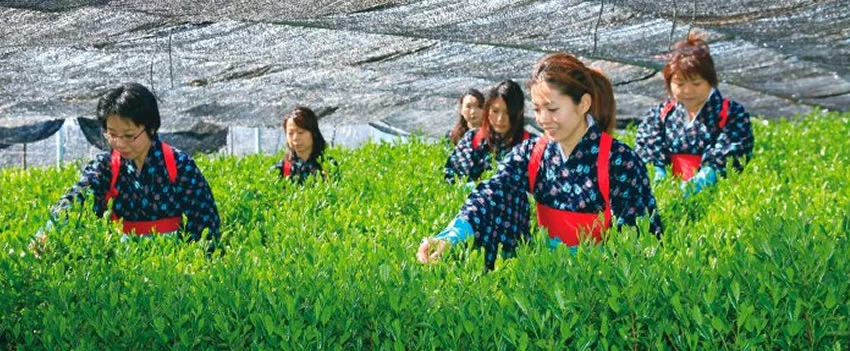 Aumento global pela procura de matcha eleva preço do chá verde tencha em Kyoto a patamar histórico. Entenda os motivos e o impacto.