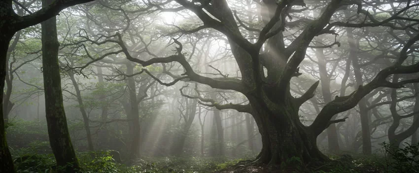 Descubra os segredos de Yakushima, a ilha japonesa que guarda cedros gigantes além do Jomon Sugi. Explore a sabedoria dos Yamashi e a beleza natural deste Patrimônio Mundial.