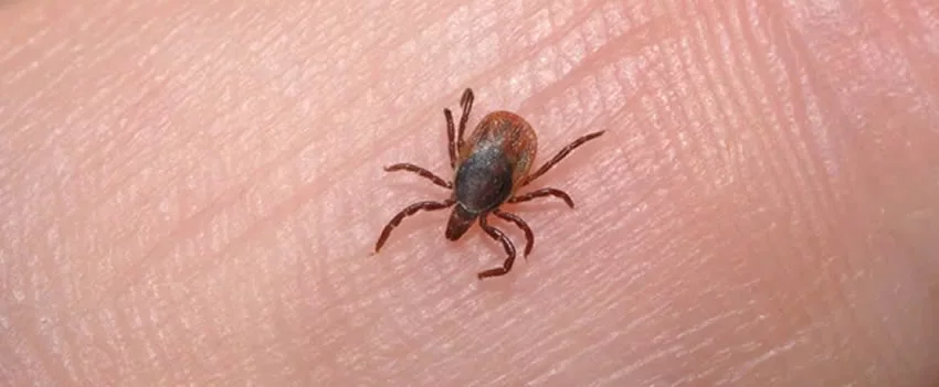 A SFTS no Japão, doença transmitida por carrapatos, atinge recorde de casos com letalidade de até 30%. Saiba o que é, os sintomas e como se proteger do vírus.