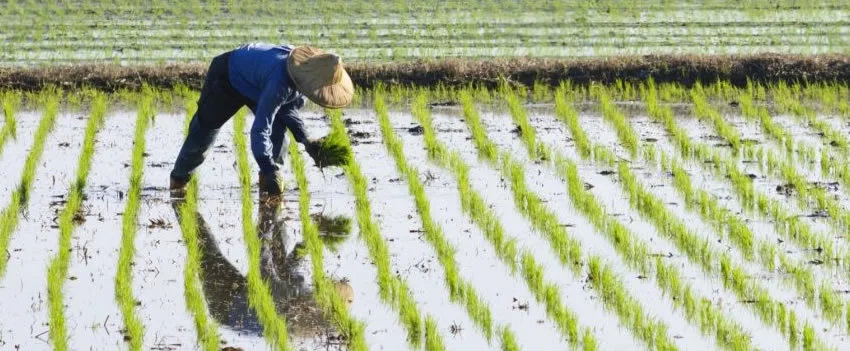 Entenda a fundo a Crise do Arroz no Japão. Explore as causas do aumento de preços, o profundo impacto cultural e os desafios para o futuro da agricultura japonesa.