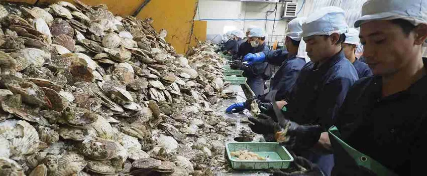 Exportações de frutos do mar japoneses enfrentam desafios após despejo da água tratada em Fukushima. Veja o impacto e as expectativas do setor.