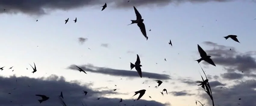 Descubra a espetacular revoada de andorinhas em Nara. Milhares de aves cobrem o céu do Palácio Heijo em um fenômeno único no Japão. Saiba mais!