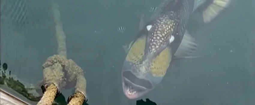 Peixe-balista-titã é avistado em Okinawa e preocupa mergulhadores com ataques agressivos. Veja o vídeo viral e saiba como se proteger.