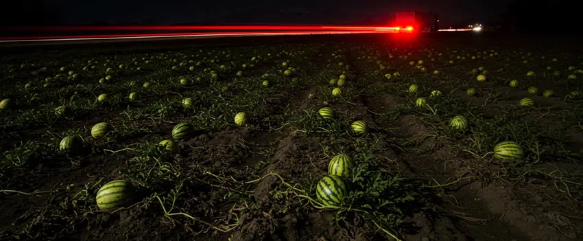 Ladrões levam 600 melancias em um audacioso furto em Nagano, causando prejuízo de 1,2 milhão de ienes. Entenda o caso e as medidas de segurança recomendadas.