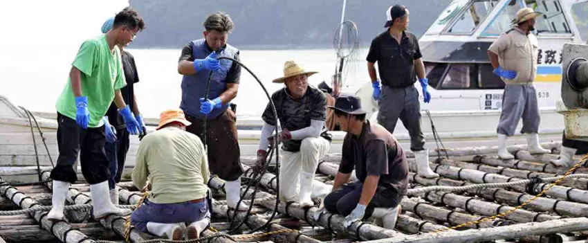 Produtores de ostras no Japão iniciam a difícil restauração de suas fazendas após tsunami. Saiba como eles estão superando os desafios em Toba e Kesennuma.