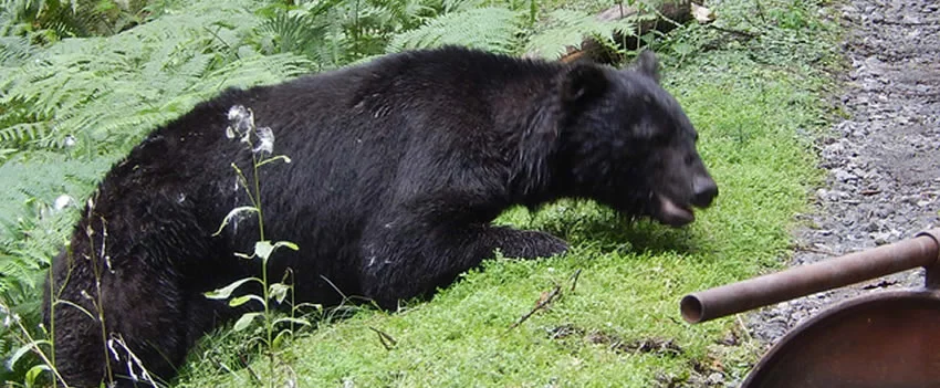 Um estudante do ensino médio foi ferido em um ataque de urso em Gifu, em Nakatsugawa, no dia 3 de outubro por volta das 19h15. O predador segue solto, provocando alerta máximo em Gifu, com escolas e moradores em estado de atenção.