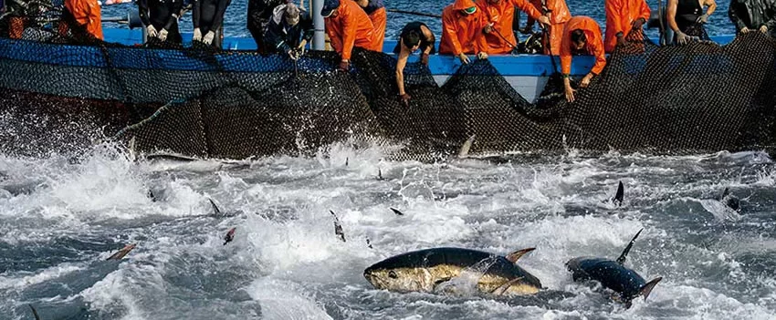 Fenômeno raro na pesca japonesa surpreende pescadores e revela impactos ambientais em vilas costeiras.