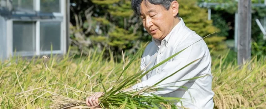 Imperador Naruhito colhe arroz no Palácio Imperial em cerimônia ancestral que celebra a cultura agrária japonesa.