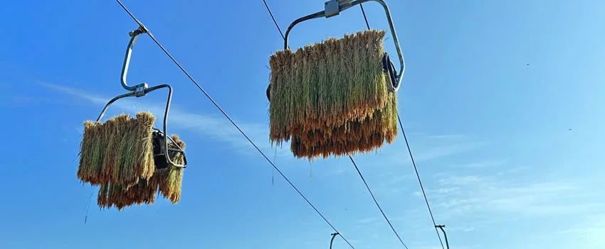 Descubra o "Tenku-mai", o arroz-céu de Niigata, Japão. Seco em teleféricos, este arroz oferece sabor rico e é um exemplo de sustentabilidade japonesa.