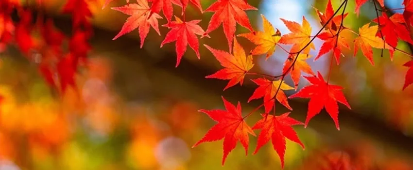 Descubra os 20 melhores pontos para apreciar a Folhagem de Outono em Hokkaido, incluindo o Desfiladeiro de Sounkyo, Noboribetsu Onsen e o Monte Asahidake. Cores vibrantes!