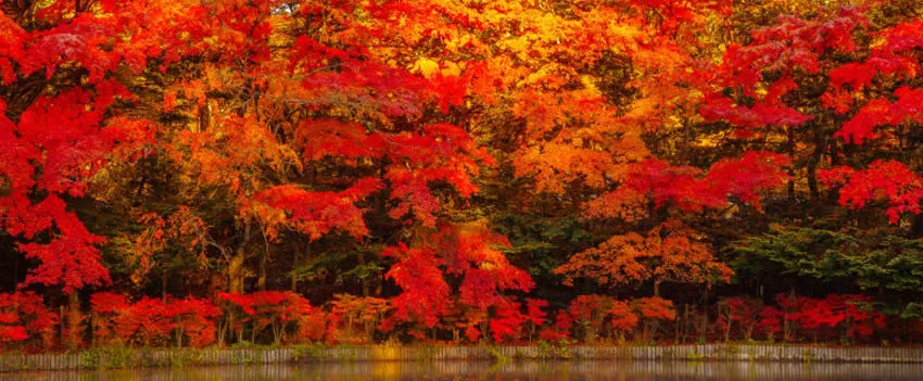 O frio de -1,1°C transforma Karuizawa em um espetáculo de outono no lago Kumoba, atraindo visitantes para admirar suas folhas coloridas refletidas na água.
