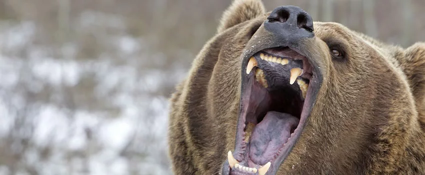 Ataques de ursos no Japão em 2025 atingem recorde de nove mortes. Saiba sobre os incidentes recentes, medidas governamentais urgentes e como a vida selvagem invade áreas residenciais.