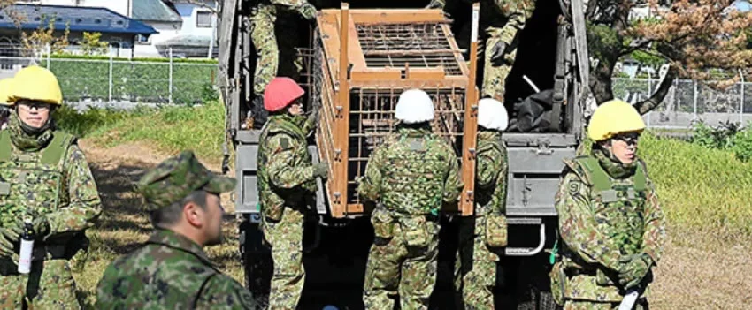 Urgente! Ataques brutais de ursos em Akita mobilizam a Força de Autodefesa do Japão. Expatriados, fiquem alertas e saibam como se proteger dessa crescente ameaça.