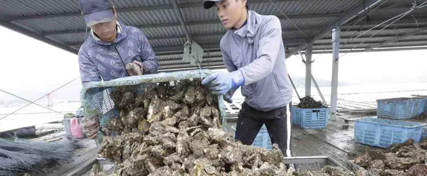 Aumento da temperatura do mar gera crise sem precedentes na produção. Morte de ostras no Japão atinge níveis alarmantes em Hiroshima e outras províncias, elevando preços e preocupando o setor.