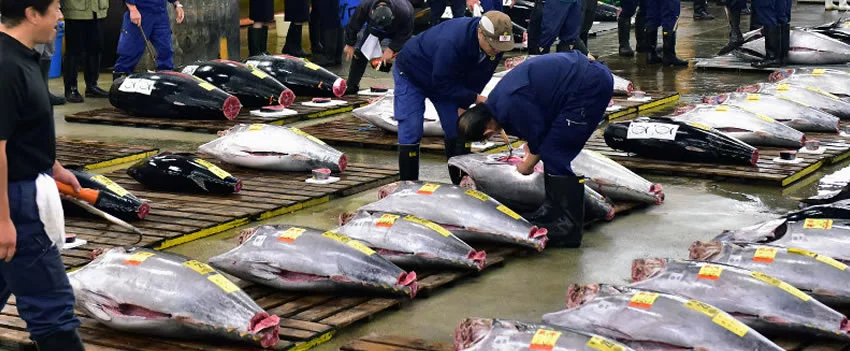 Explore Tsukiji e Toyosu, os paraísos gastronômicos de Tóquio! Delicie-se com a comida de rua, frutos do mar frescos e dicas exclusivas.