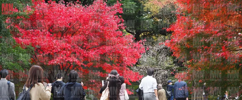 A visitação pública à Rua Inui está aberta. Desfrute do espetacular outono no Palácio Imperial em Tóquio e caminhe sob árvores vibrantes até 7 de dezembro.