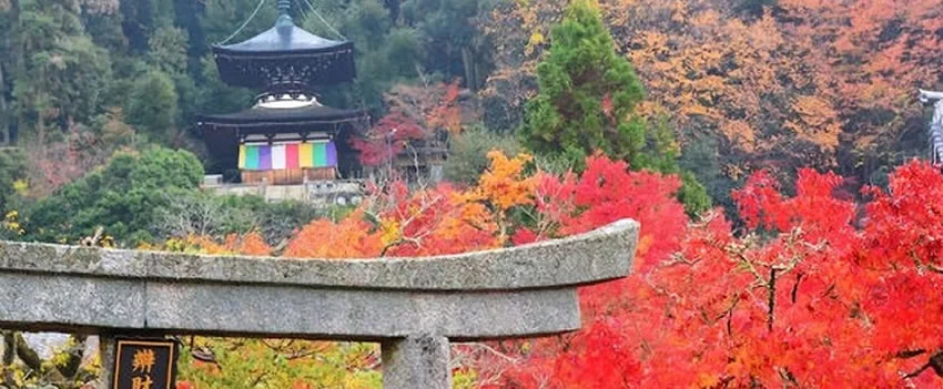 Descubra o espetáculo noturno de outono em Eikando, Kyoto. Uma iluminação deslumbrante que transforma as folhas de bordo em pura magia. Imperdível para expatriados no Japão!