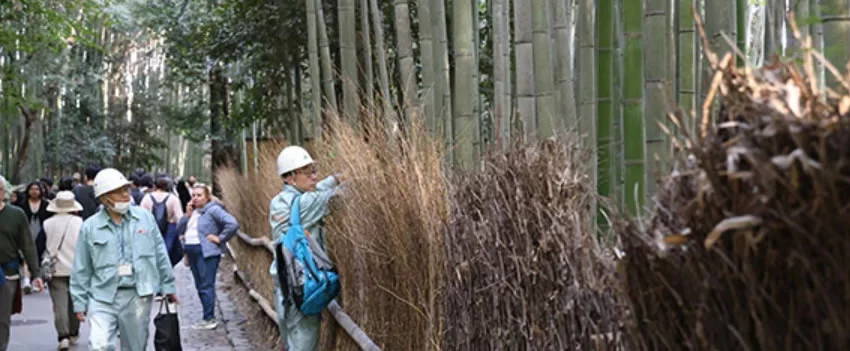 Kyoto em alerta! Medidas urgentes para proteger o famoso bosque de bambu de pichações. Saiba como o governo e a comunidade agem para preservar este patrimônio.