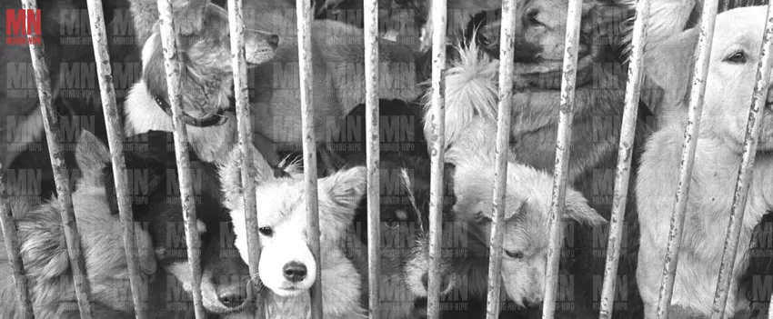 Descubra o que é o Hokenjou (Centro de Zoonoses) no Japão, o processo rigoroso de sacrifício animal e os pré-requisitos essenciais para a adoção responsável.