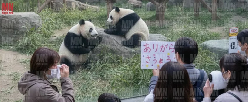 Entenda como a saída dos pandas gigantes do Japão reflete a crise com a China e o que esperar do futuro desses animais nos zoológicos japoneses.