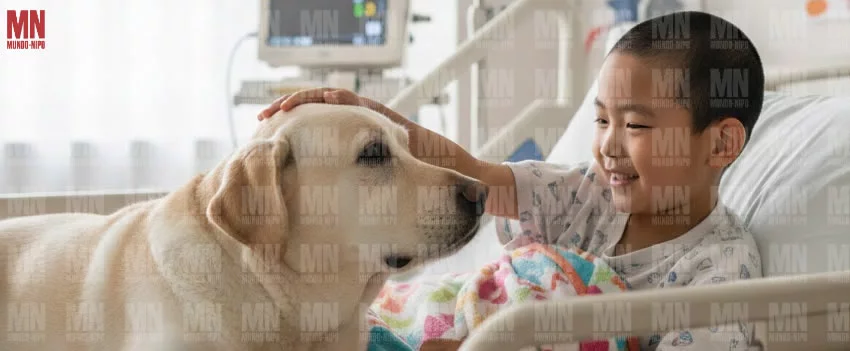 Descubra como os cães de assistência estão revolucionando o tratamento infantil em hospitais do Japão e os desafios para expandir esse projeto vital.