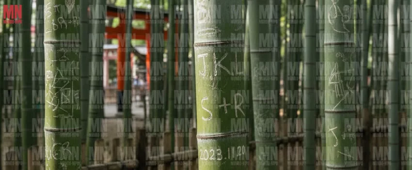 Vandalismo em Kyoto atinge níveis alarmantes. Turistas destroem bambuzais sagrados com pichações irreversíveis. Saiba como o Japão está reagindo.